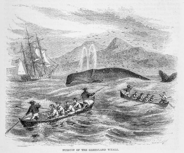 istock Pursuit of the Greenland Whale 2192894522