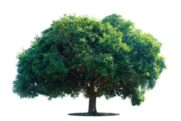 Trees isolated on white background, tropical trees isolated used for design, advertising and architecture