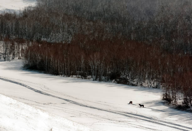 istock Two horses on white snow outside the black forest in the valley 2192897409