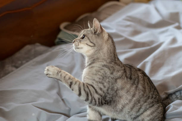 istock Cute cat playing with a toy 2192899479