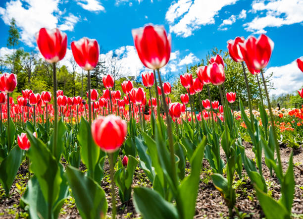 istock Bright red tulips blooming in a garden under a vibrant blue sky with fluffy white clouds, creating a cheerful spring atmosphere 2192901273