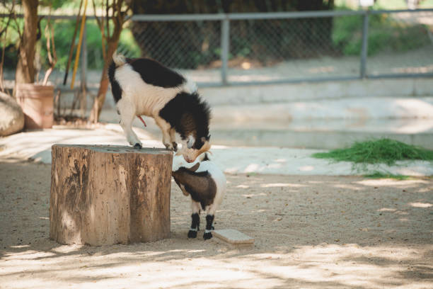Two playful goats in a sunny outdoor farm setting. One goat balances on a log while the other curiously looks up, showcasing their adorable and lively nature.