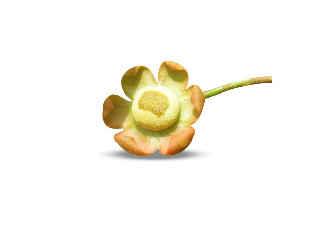 Uvaria narum or Dunal flowers isolated on white background