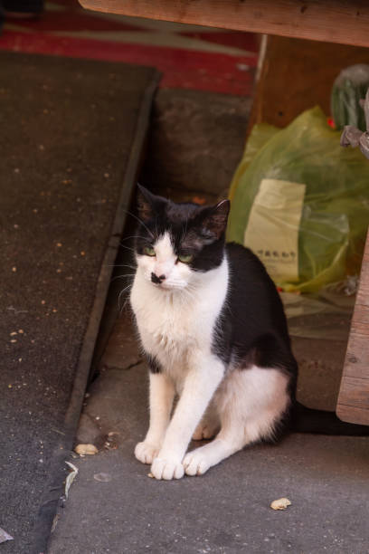 Black and white stray cat outdoors in alley. Focus on cat.