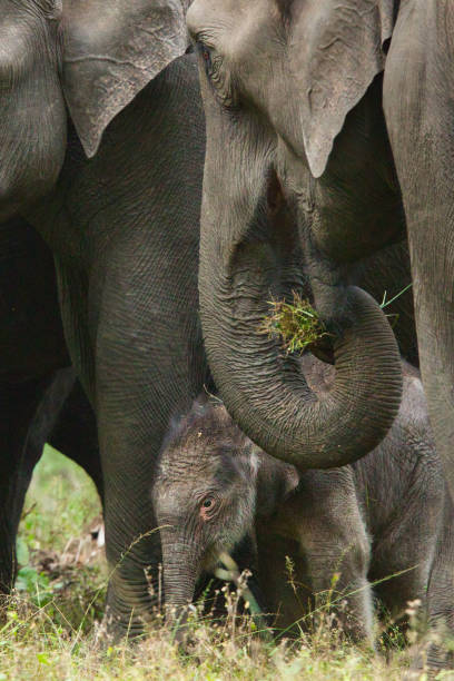istock Newborn elephant dwarfed by mother in close up 2192907220
