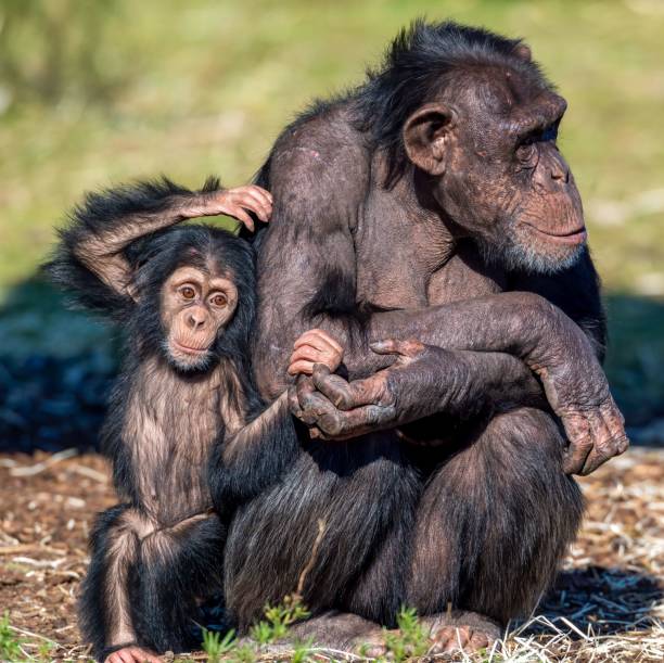 A heartwarming scene of a chimpanzee mother with her young baby sitting together in a natural habitat.