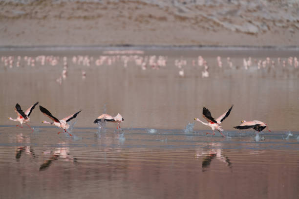 James's flamingos running on the water of Laguna Grande as they flap wings and splash on their way to taking off.