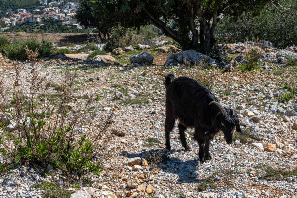 Goat grazing freely in the green meadow