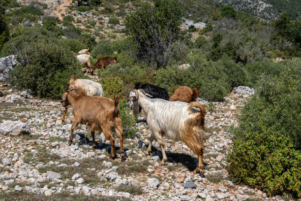 Goats grazing freely in the green meadow