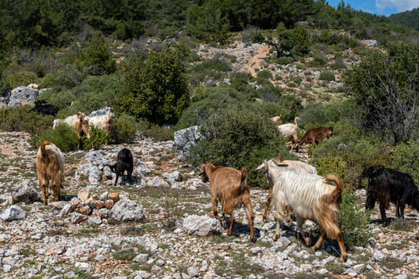 istock The goat graze in the mountains on a sunny day 2192911514