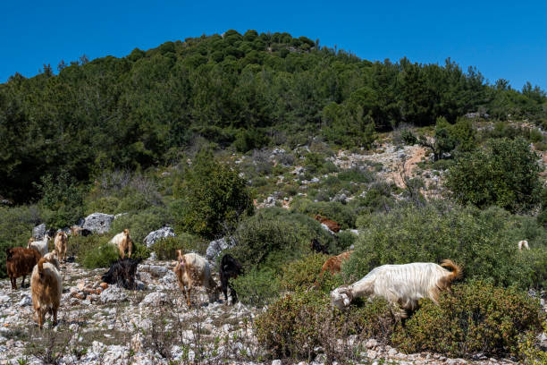 Goats grazing freely in the green meadow