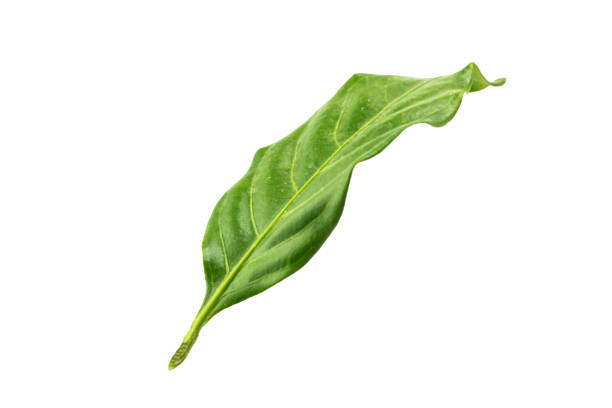 Green leaves isolated on white background