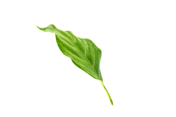 Green leaves isolated on white background