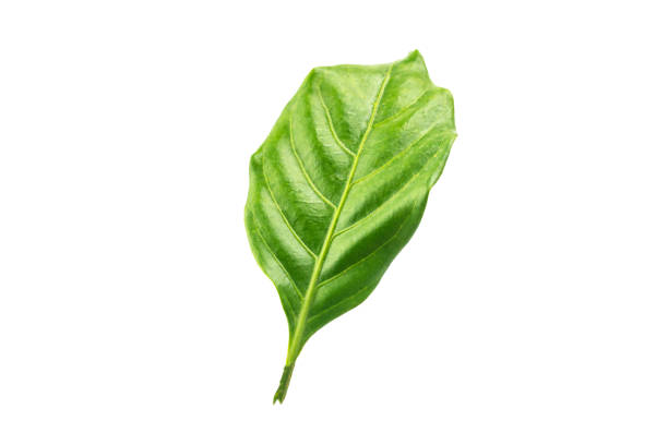 Green leaves isolated on white background