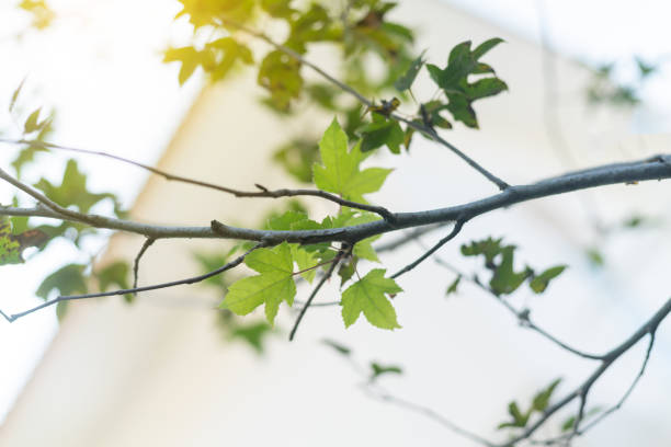 spring tree buds