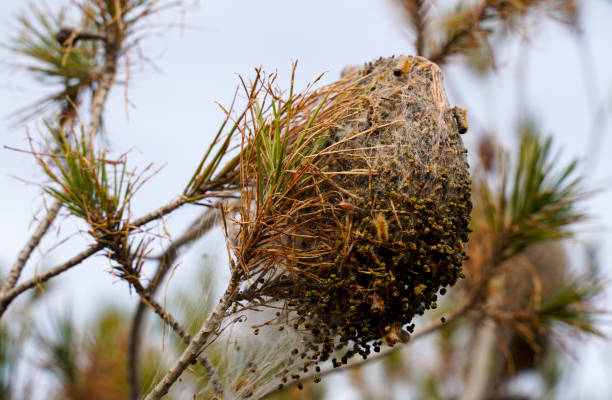 In another phase or stage of growth of the Pine Processionary, thaumetopoea pityocampa, in which the caterpillar becomes larger, with which it eats more and the pines are left without needles, a large bush with worms inside and outside