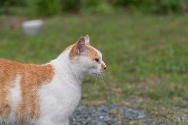 Cute cat relaxing in the garden