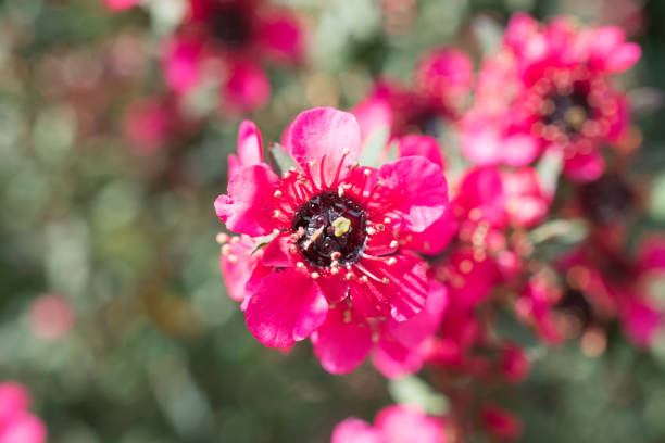 Leptospermum scoparium, commonly known as New Zealand tea tree, is an upright evergreen shrub, native to southeastern Australia and New Zealand. It sometimes grows in tree form to 15-20' or taller. Its features include small, prickly, needle-like leaves and solitary, cup-shaped flowers which bloom in winter and spring. Cultivars produce red, pink or white flowers in both single and double varieties and, in Japan, they are in bloom in winter and spring.