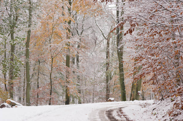 First Snow in an Autumn Forest with a Winding Road