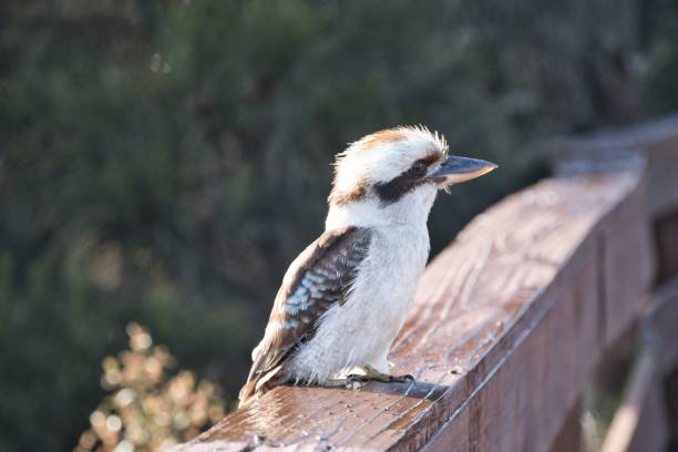 istock Kookaburra relaxing in the sunshine while sitting on a fence 2192918760