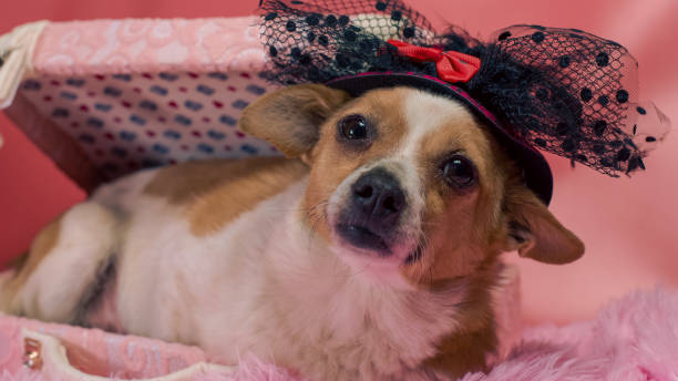 istock dog on pink fur in decorative suitcase close up 2192918775