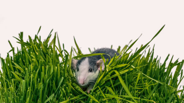 The harvest mouse is a small rodent native to Europe and Asia. It is typically found in fields of cereal crops, such as wheat and oats, in reed beds and in other tall ground vegetation, such as long grass and hedgerows.