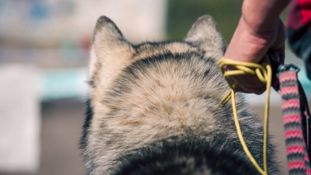 istock head of a big dog for a walk back view 2192918839