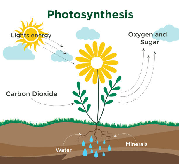 2,100+ Photosynthesis Process Stock Photos and Royalty-Free