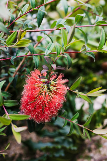 istock native Australian orange calistemon bottlebrush plant with flower 2192920175