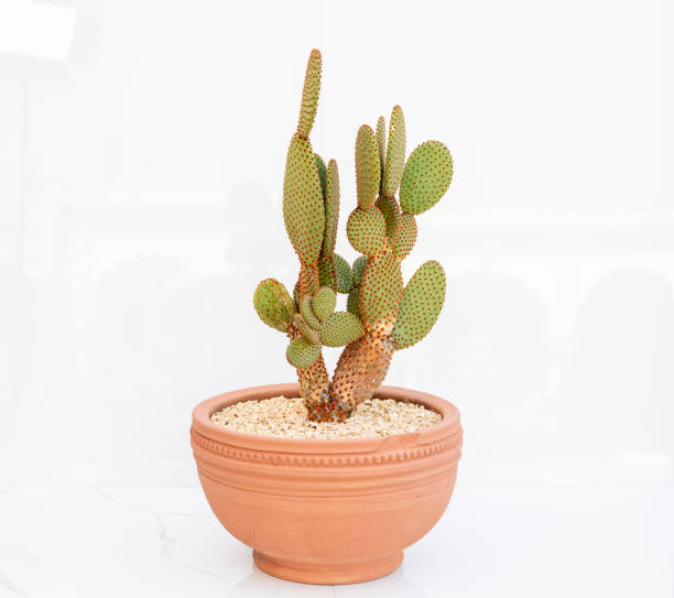istock Prickly pear cactus in terracotta pot on white isolated background 2192921999