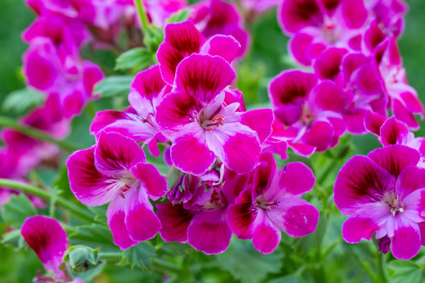 istock Royal pelargonium flowers - Pelargonium grandiflorum 2192922777