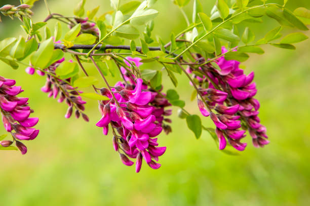 istock Pink colored acacia flower. Robinia hispida 2192923292