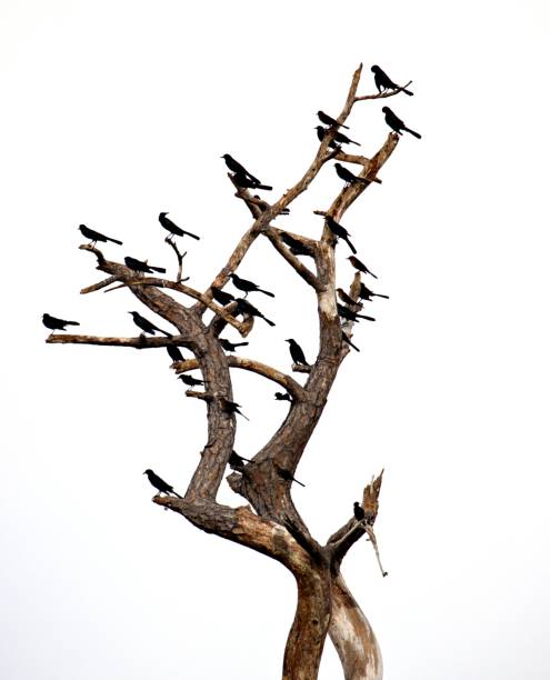 istock Silhouettes of birds on a bare tree 2192923583