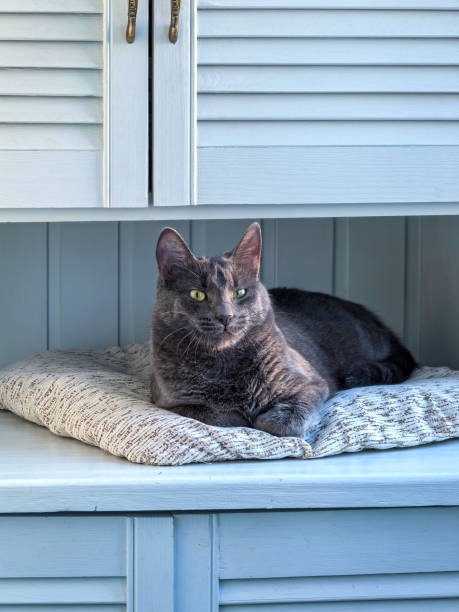 A gray cat resting on a pillow under a blue cabinet on a balcony. Photo taken with a smartphone A gray cat resting on a pillow under a blue cabinet on a balcony. Photo taken with a smartphone. pics for cat staring at wall stock pictures, royalty-free photos & images