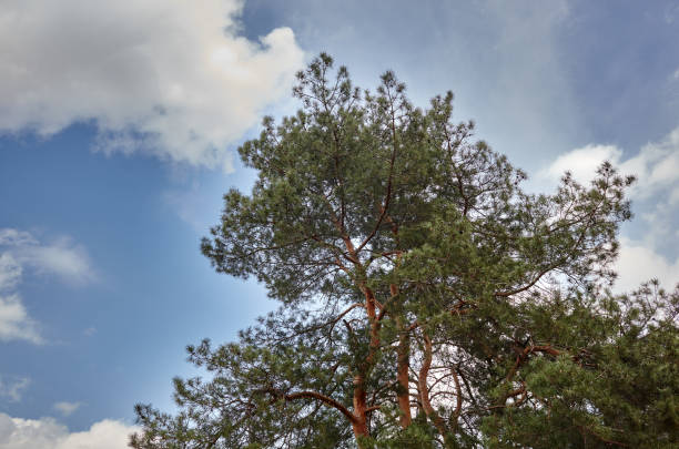 Forest against the sky. Pine trees against a blue sky with clouds on a sunny day