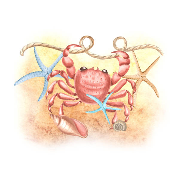 istock Sea crab on rope twisted in loops, seashells and starfishes. Composition with reef animals on a sand backround. Hand drawn watercolor illustration isolated. Marine clipart for postcard, textile, print 2192925416