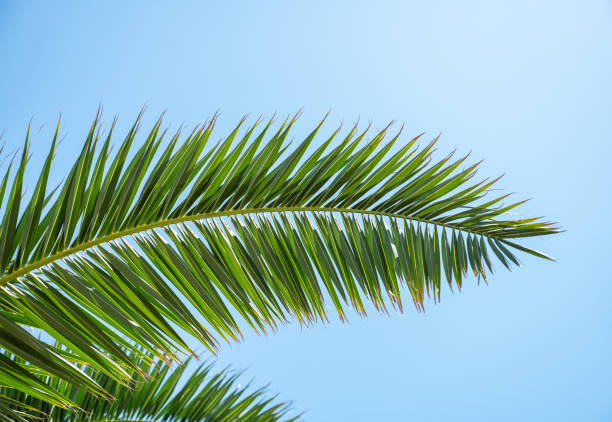 istock Bright green palm leaves stretch upwards on a sunny day against a bright blue sky. 2192927984