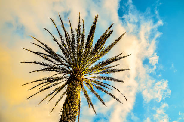 A tall palm tree with a few leaves is the main focus of the image. The sky is blue with a few clouds, and the sun is shining brightly