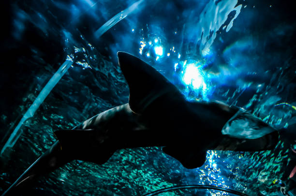 A shark is swimming in a blue tank. The shark is black and has a long tail. The water is clear and the tank is illuminated