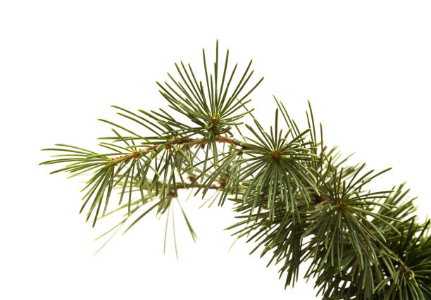 istock Branches of Cedrus libani, commonly known as cedar of Lebanon 2192929587