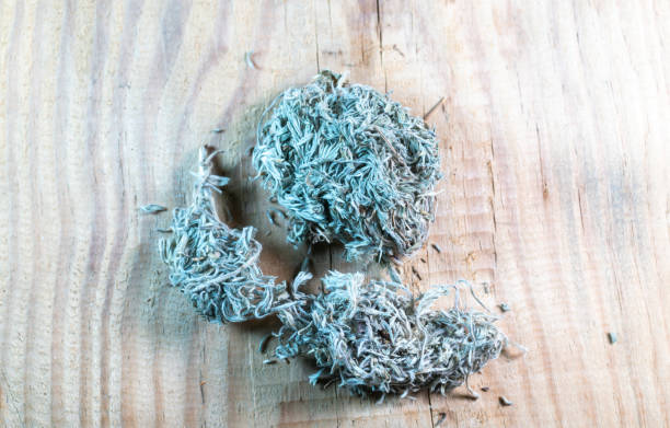 chinese medicine  wormwood