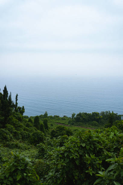 Vietnam. This image captures the endless sea, shrouded in a light haze, with lush greenery in the foreground. The view conveys the serenity of nature, where vibrant foliage transitions into the tranquil water surface.