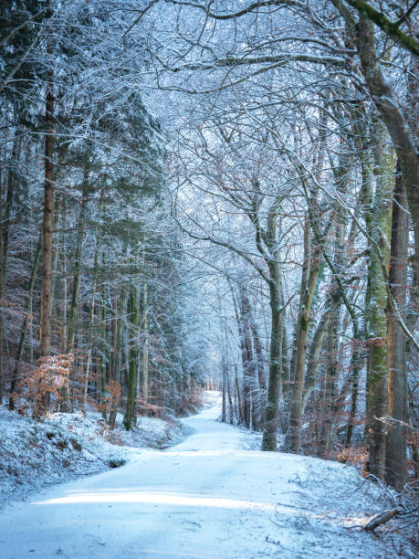 Snow-Covered Forest In Bavaria, Germany: A Serene Winter Scene With Tall Trees, Frosted Branches, And Vibrant Leaves. Close To Munich. High quality photo