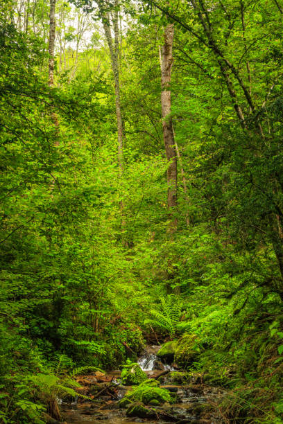 Picture of the Aguzou stream in the mountains of southern France with small waterfalls, rocks, forest and green vegetation. Very close to the small village of Escouloubre in the Pyrenees Mountains