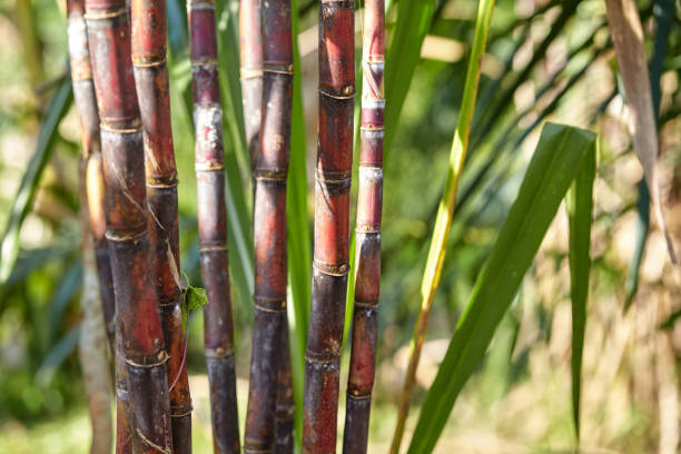 istock Group of sugarcane trees on field 2192932880
