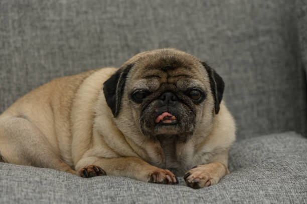istock Charming pug relaxes on a cozy gray couch with a playful expression during a calm afternoon at home 2192933068