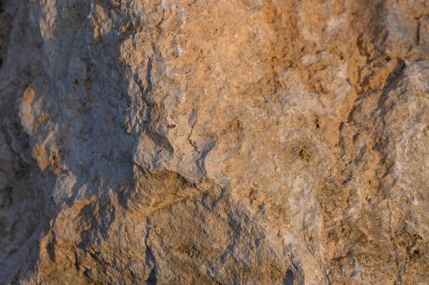 A textured rock surface reveals intricate patterns and warm earthy tones illuminated by gentle sunset light.