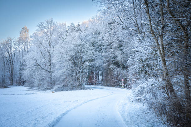 Snow-Covered Forest In Bavaria, Germany: A Serene Winter Scene With Tall Trees, Frosted Branches, And Vibrant Leaves. Close To Munich. High quality photo
