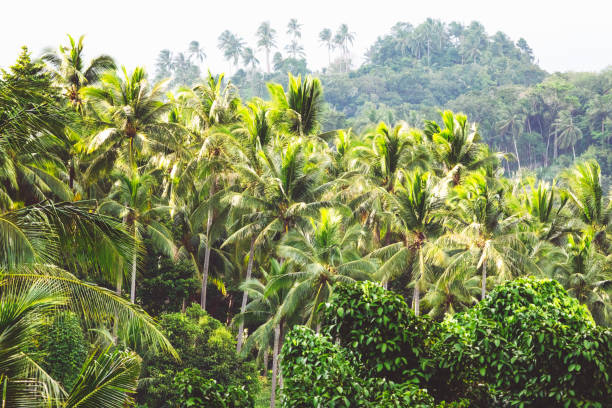 Crown of palm trees in the windy sunlight.