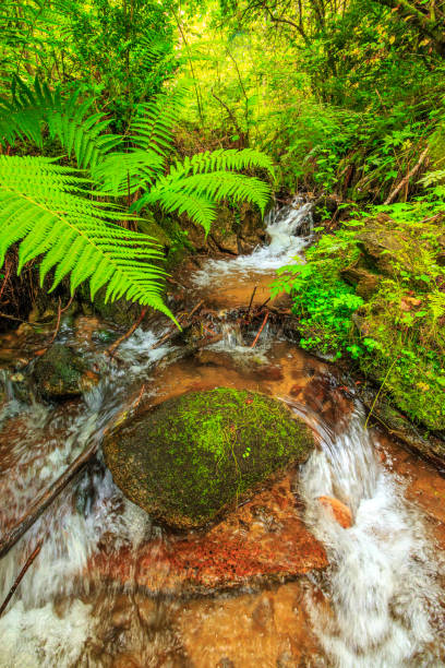 Picture of the Aguzou stream in the mountains of southern France with small waterfalls, rocks, forest and green vegetation. Very close to the small village of Escouloubre in the Pyrenees Mountains